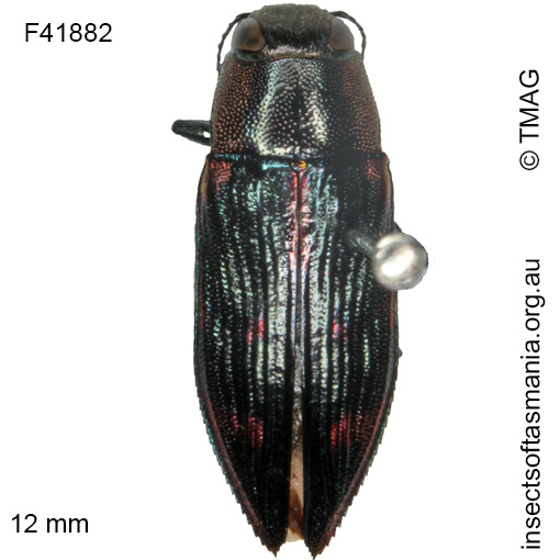 Species image
