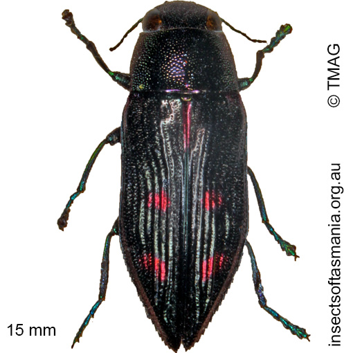 Species image