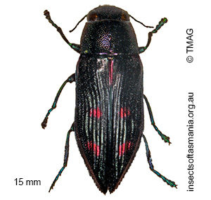 Melobasis monticola