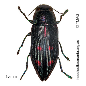 Melobasis monticola