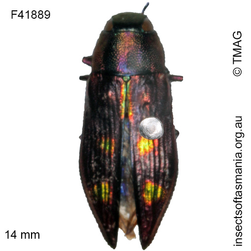 Species image