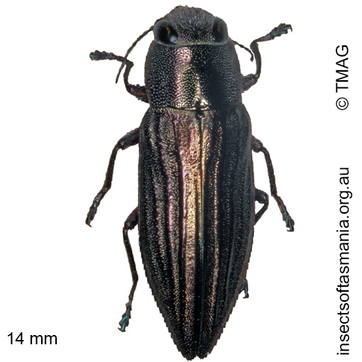 Species image