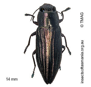 Melobasis nervosa