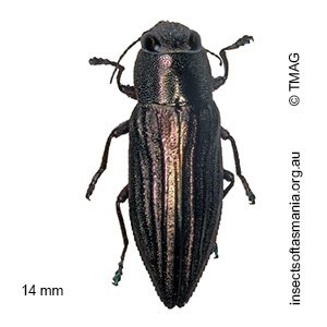 Melobasis nervosa