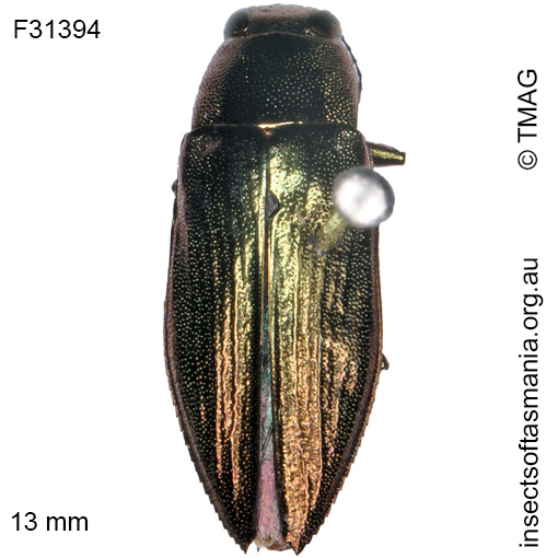 Species image
