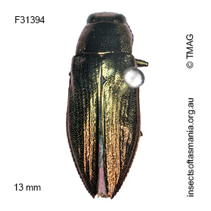 Melobasis prisca
