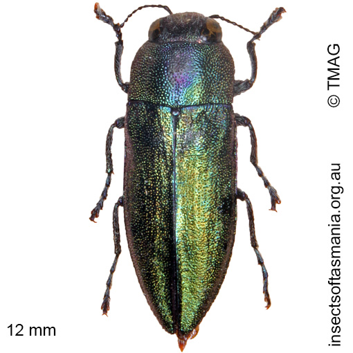 Species image
