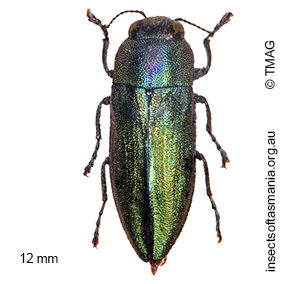 Melobasis propinqua porteri