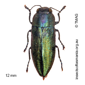 Melobasis propinqua porteri