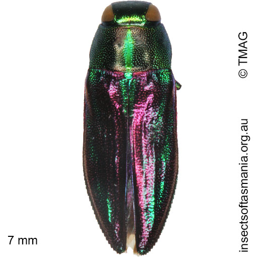 Species image
