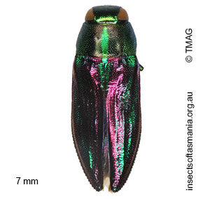 Melobasis purpurascens