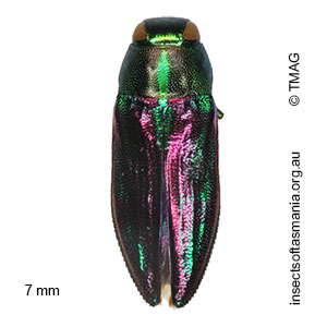 Melobasis purpurascens
