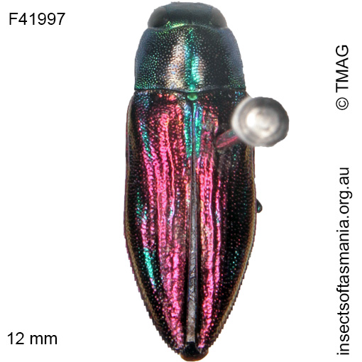 Species image