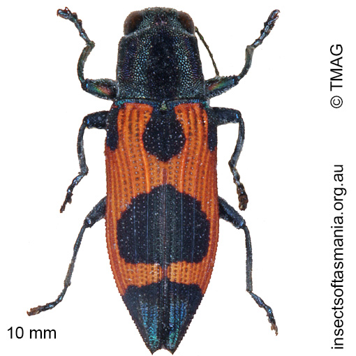 Species image