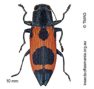 Nascioides parryi