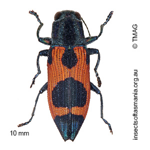 Nascioides parryi