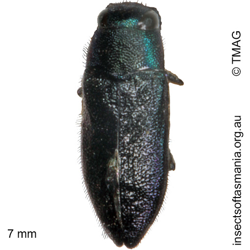 Species image