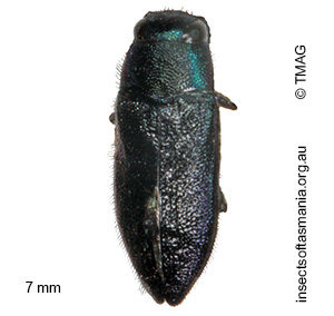 Pseudanilara pilosa