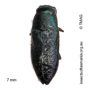 Pseudanilara pilosa