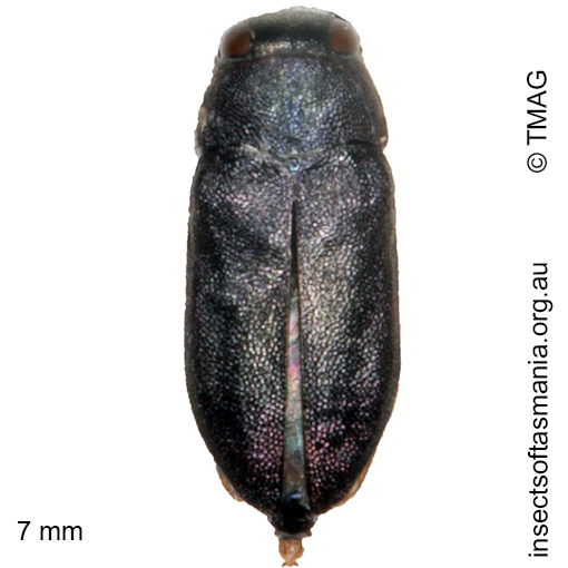 Species image