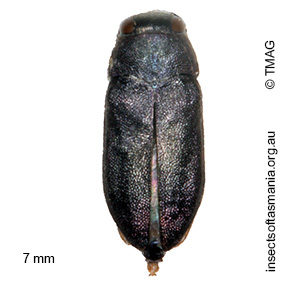 Pseudanilara purpureicollis