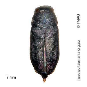 Pseudanilara purpureicollis