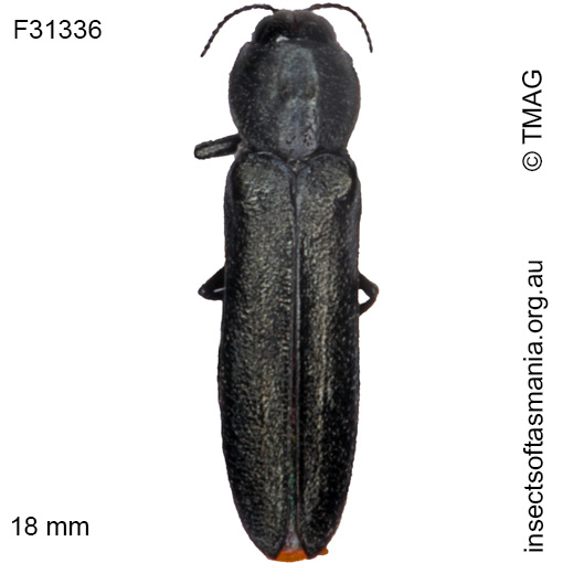 Species image