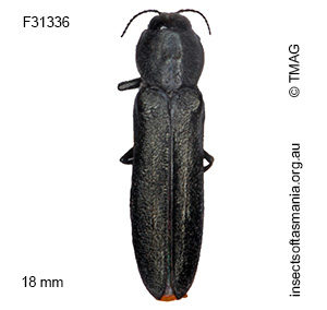 Synechocera deplana