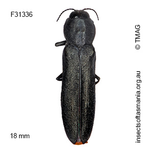 Synechocera deplana