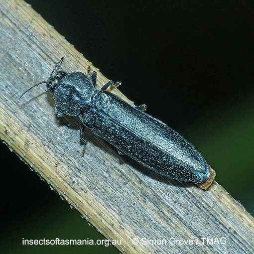 Species image