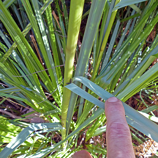 Species image