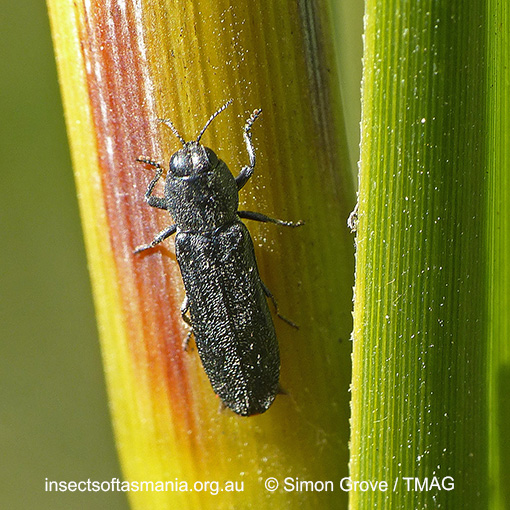 Species image