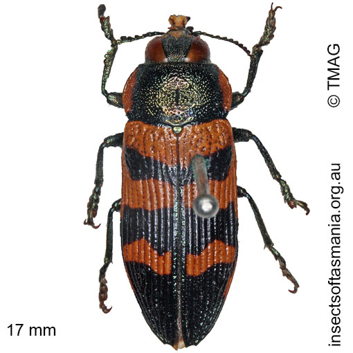 Species image