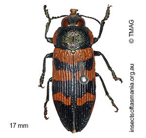 Temognatha mitchellii