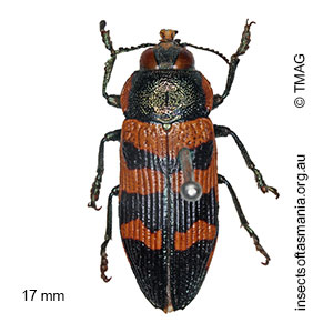 Temognatha mitchellii