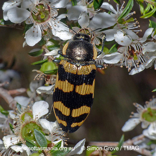 Species image