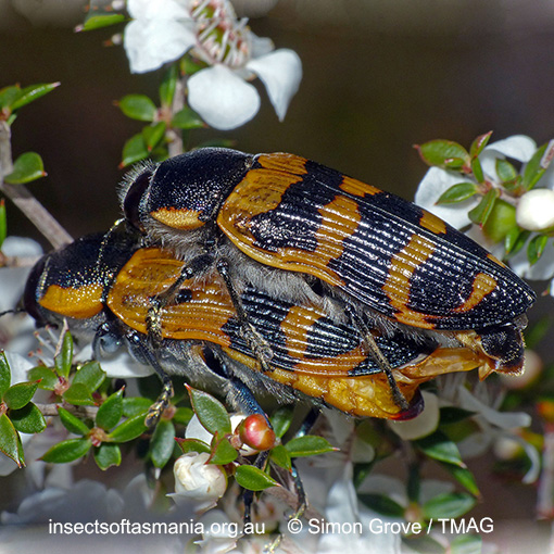 Species image