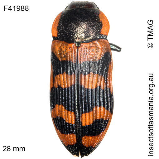 Species image