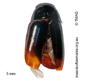 Adelotopus dubius dubius