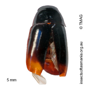 Adelotopus dubius dubius