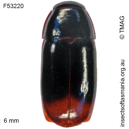 Species image