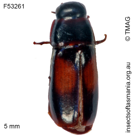 Species image