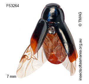Adelotopus minor