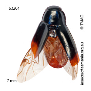 Adelotopus minor