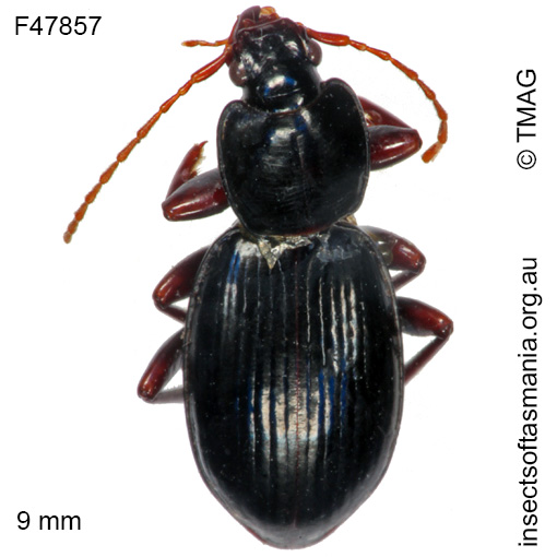 Species image