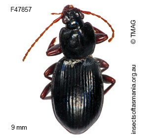 Agonica ovalipennis