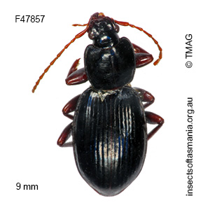 Agonica ovalipennis