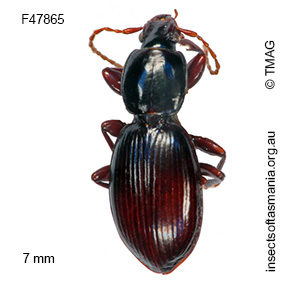 Agonica simsoni