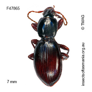 Agonica simsoni