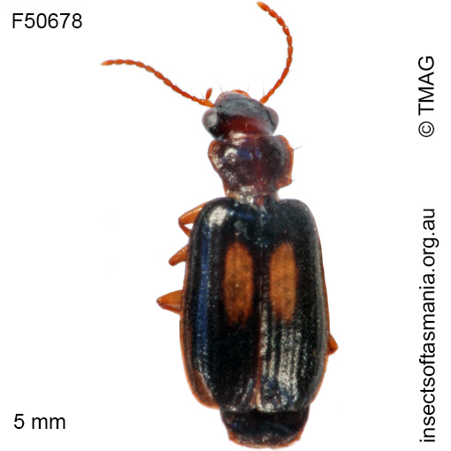 Species image
